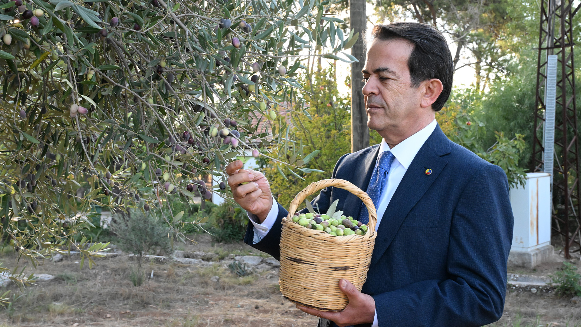 Antalyaninasirlikzeytinlerizeytinparktahayatbuluyor