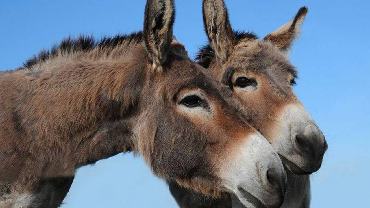 Coptasiyankadroluesekleremekliedilecek