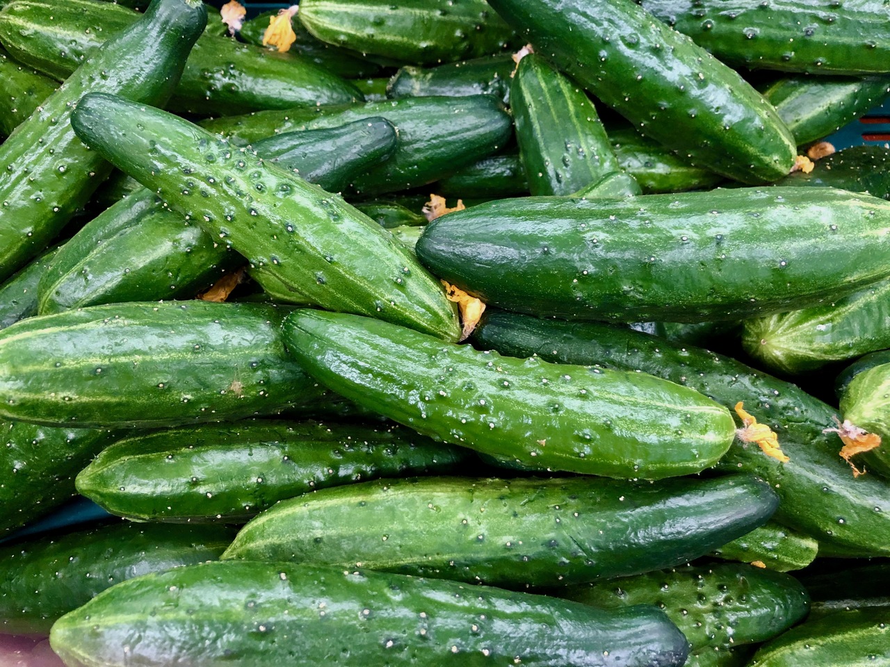 Gazipasadalatyapısorunu