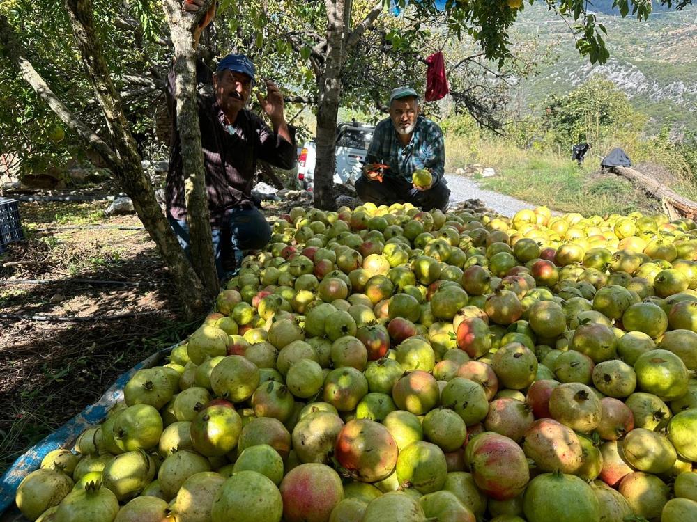 Gazipasadanarhasadı