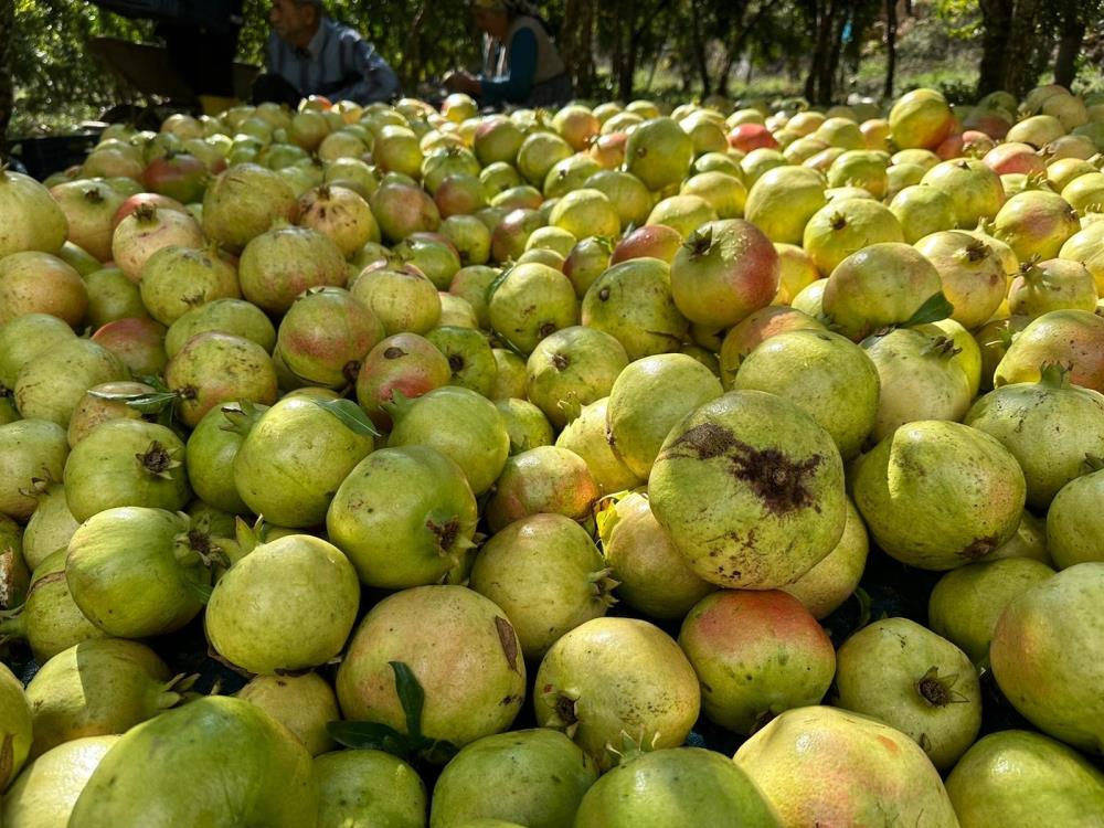 Gazipasanarhasadıbasladı