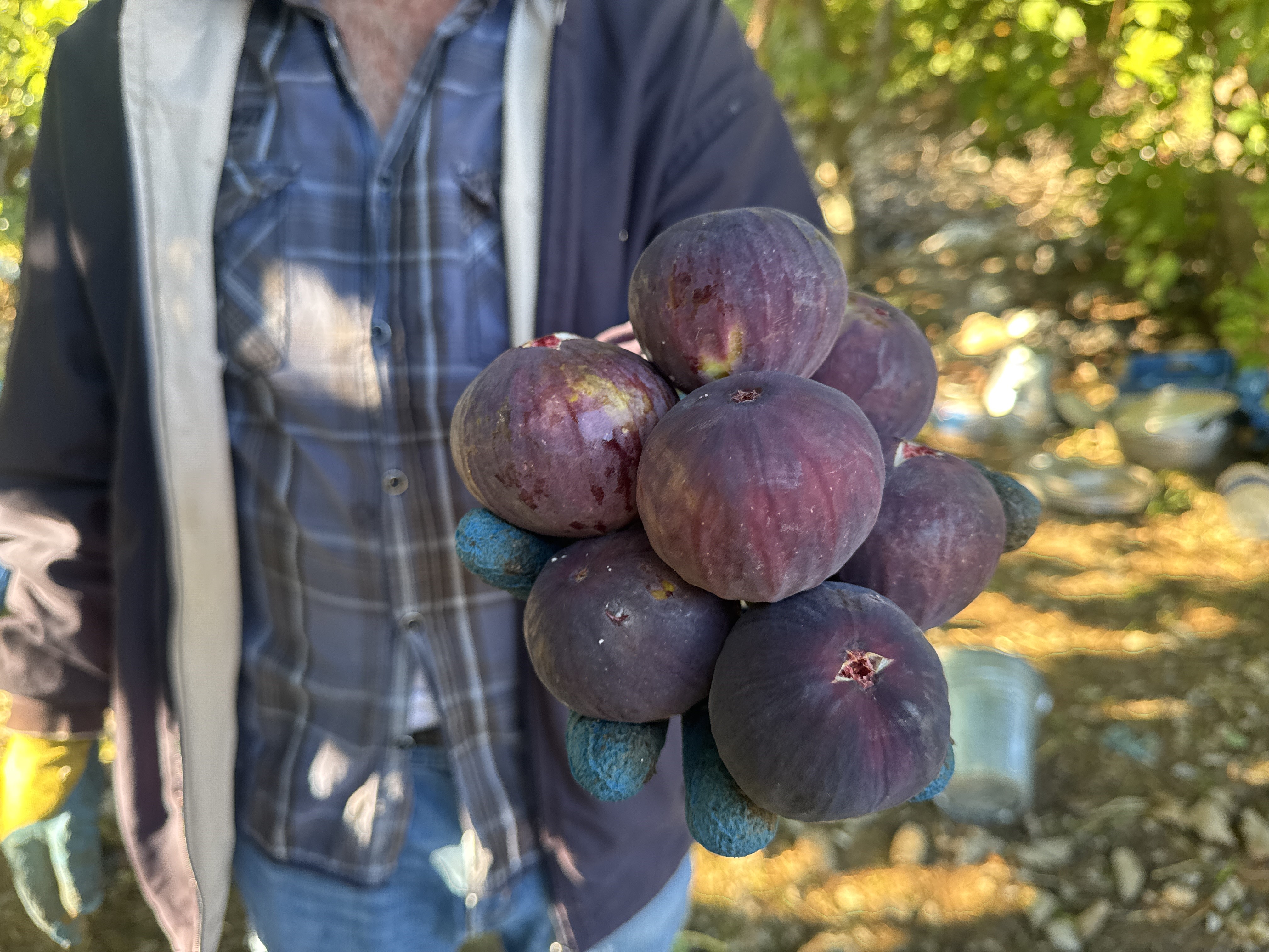 Havasartlariincirhasadinietkiledi