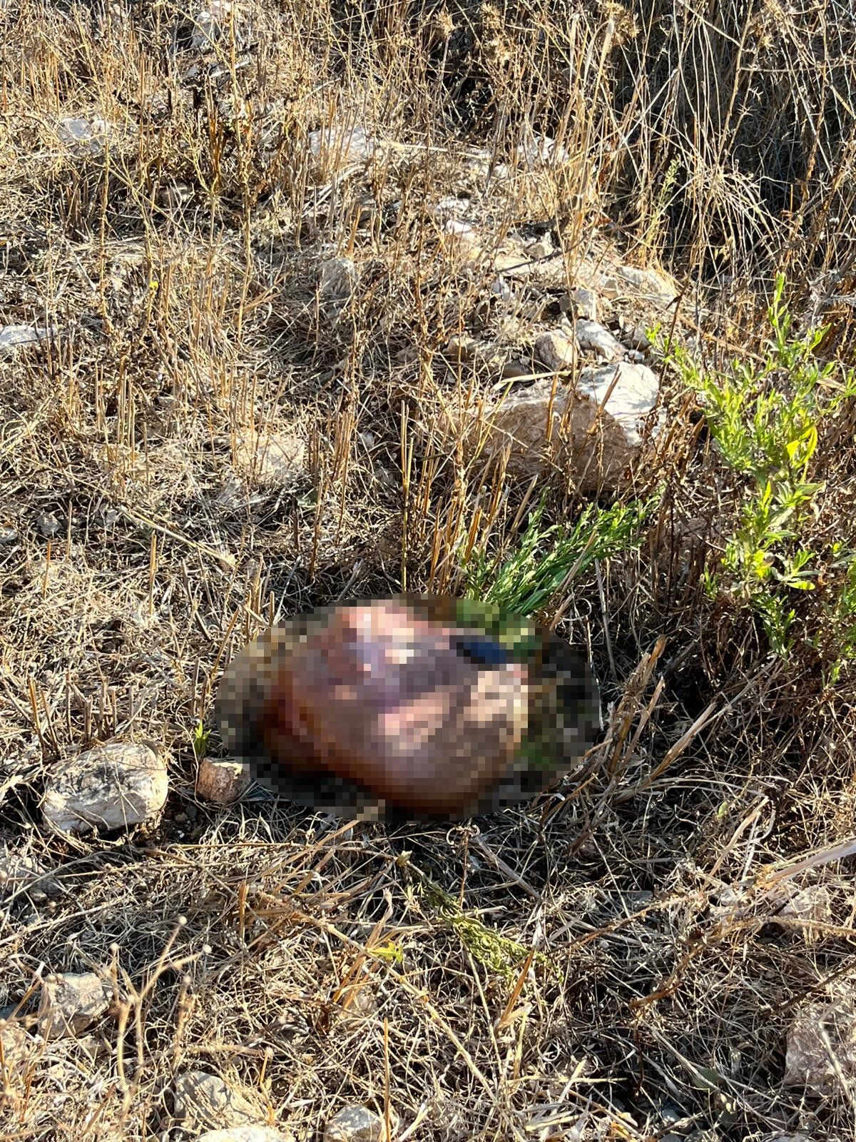 Hayvanlaritelededildi