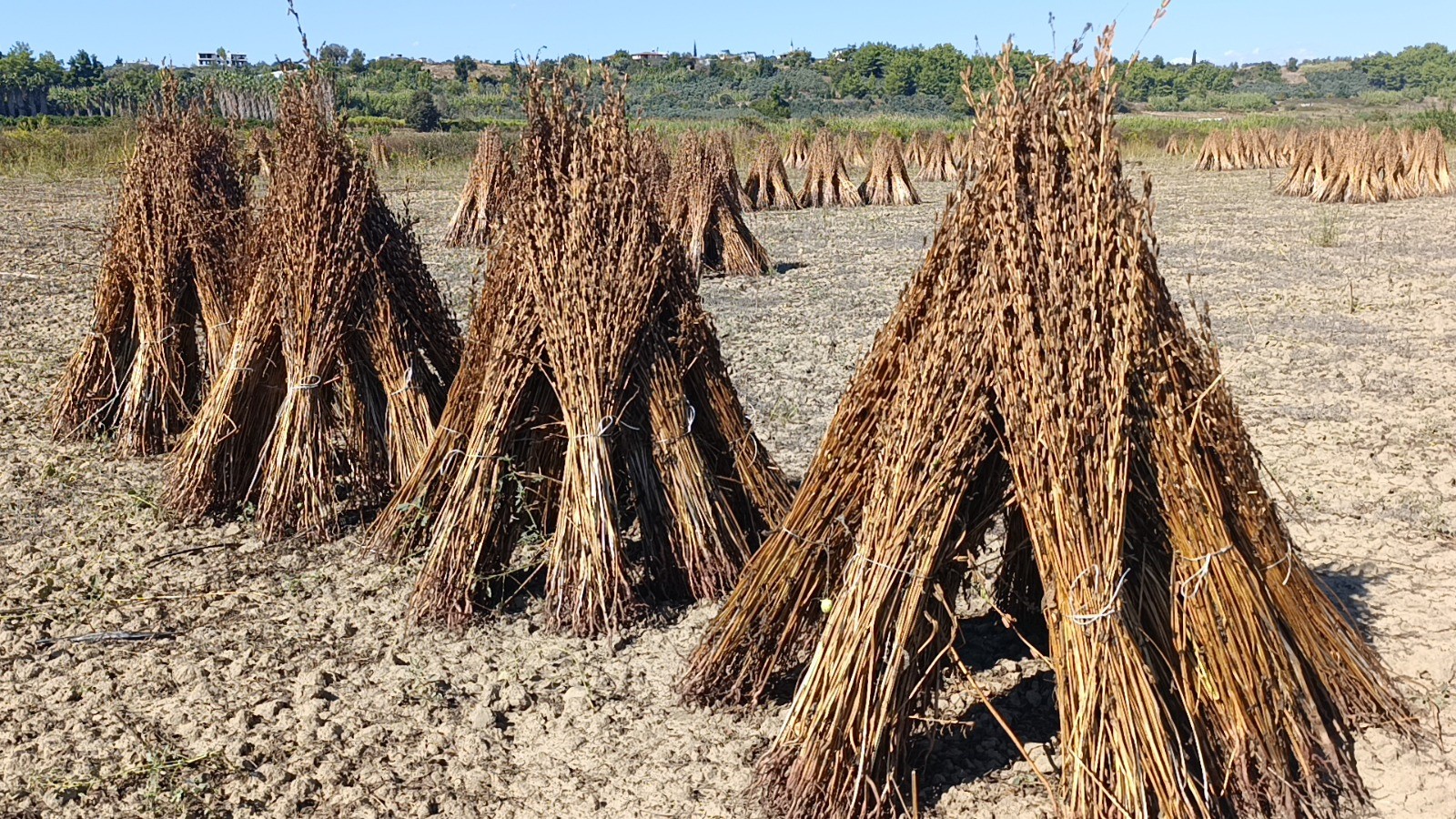 Hirsizligindabukadari100Kilosusamcaldiar