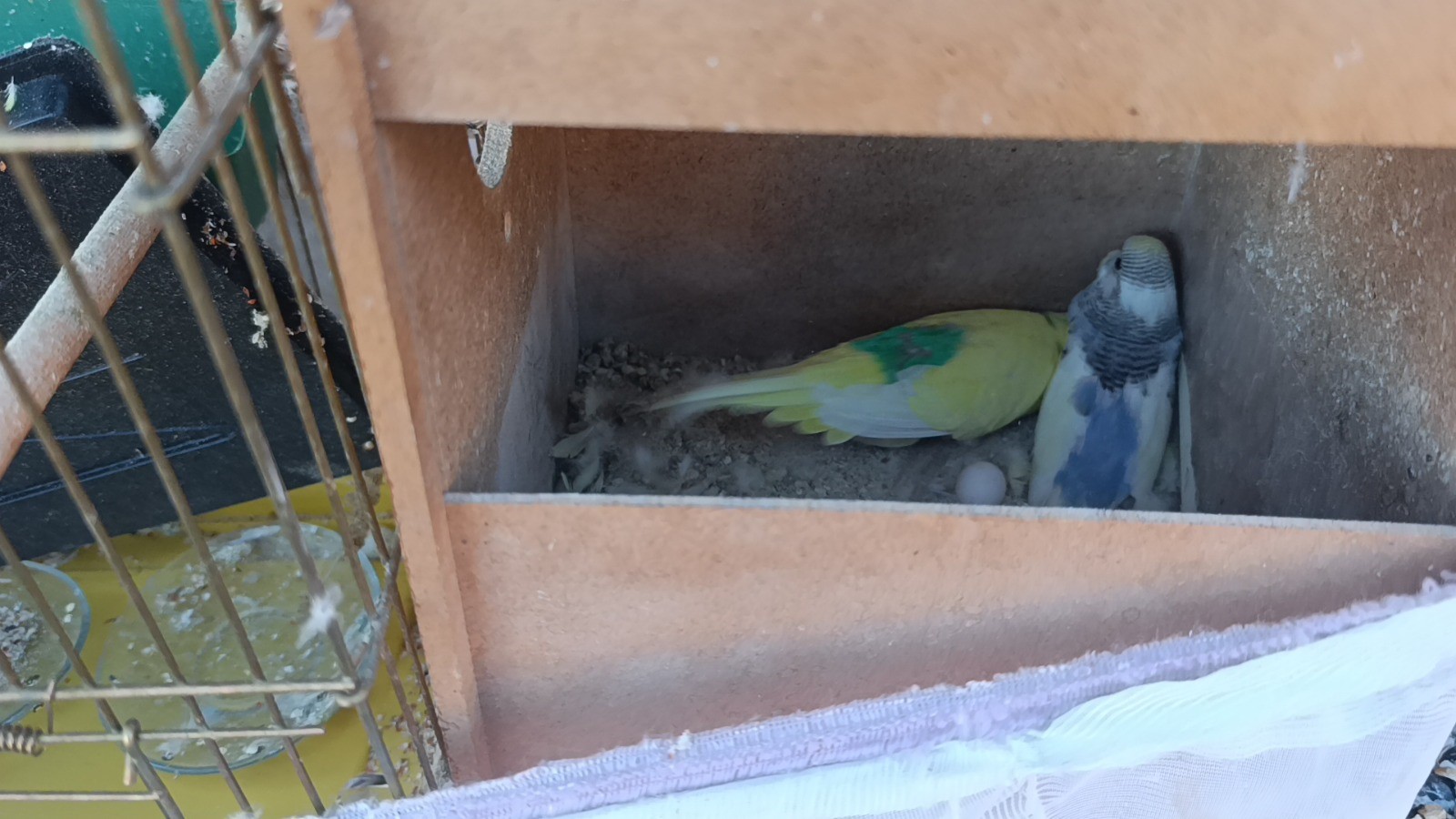 Ikikushar Ictumevkuledondu