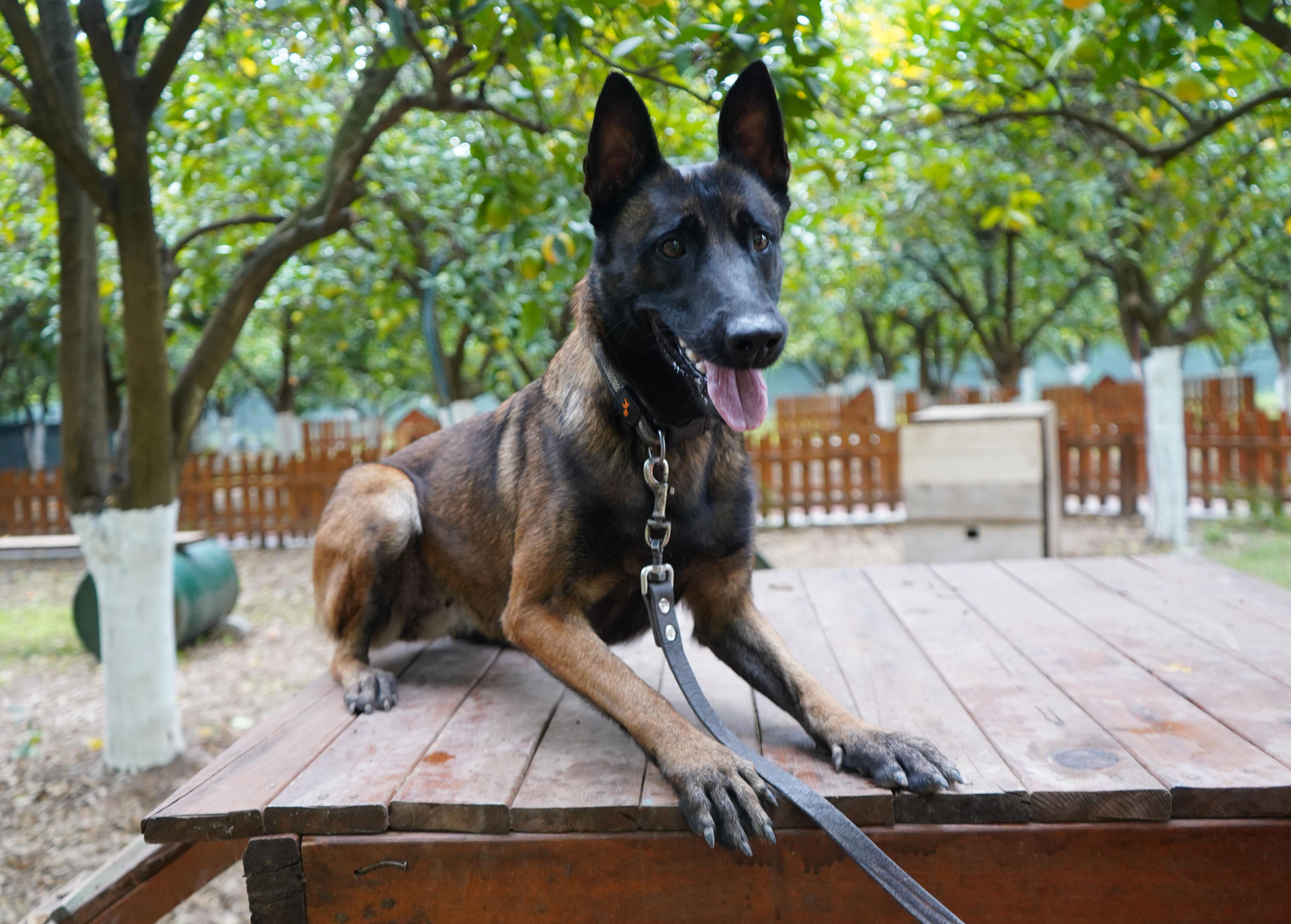 Insanhayatinibirkopekkurtariyor