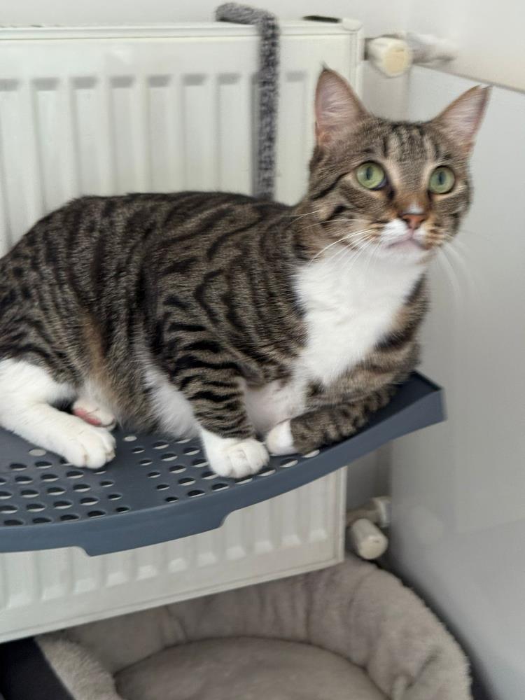 Kedisinibulana100Binliraverecek