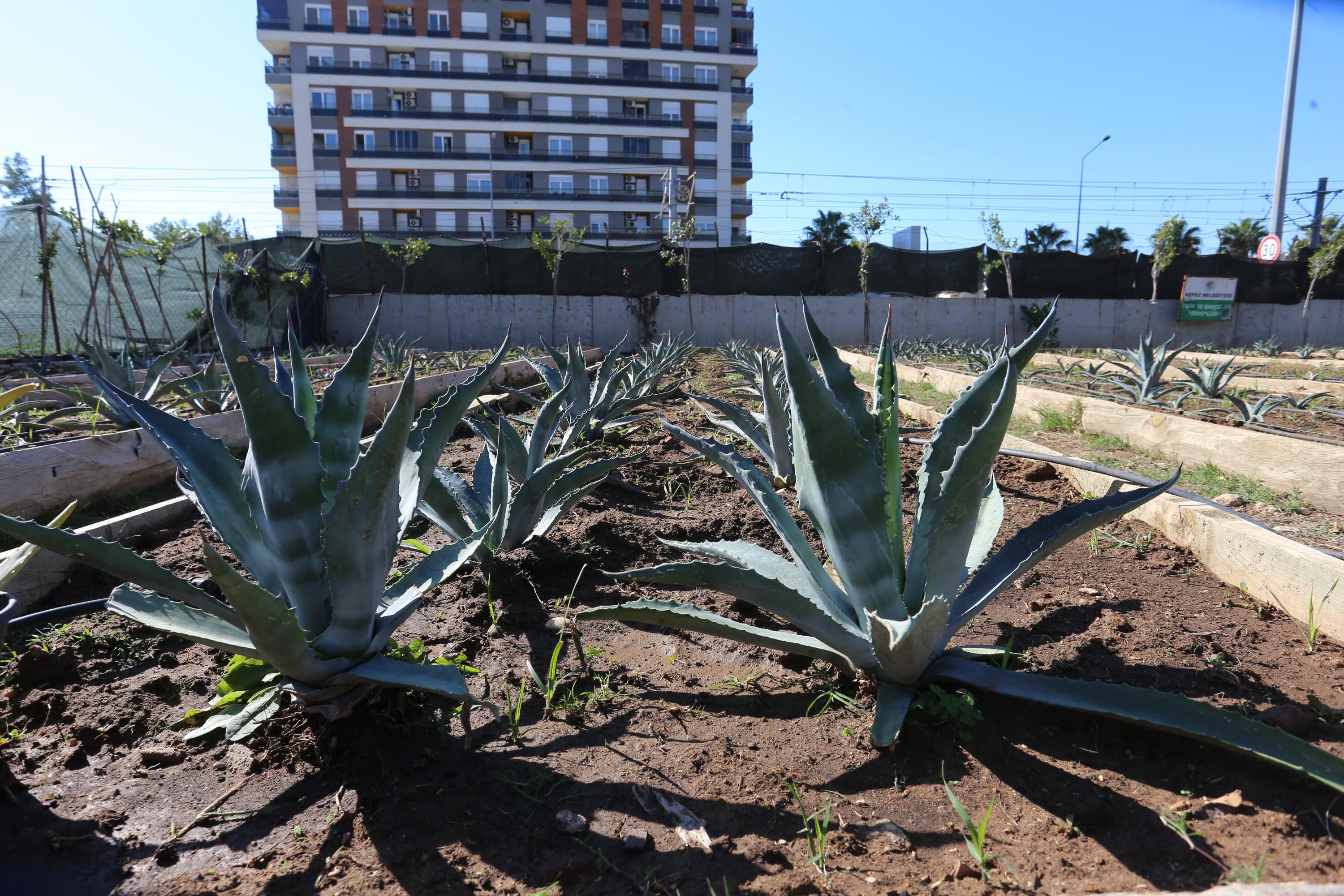 Kepezdenkuraklıgakarsıanlamlıcalısma