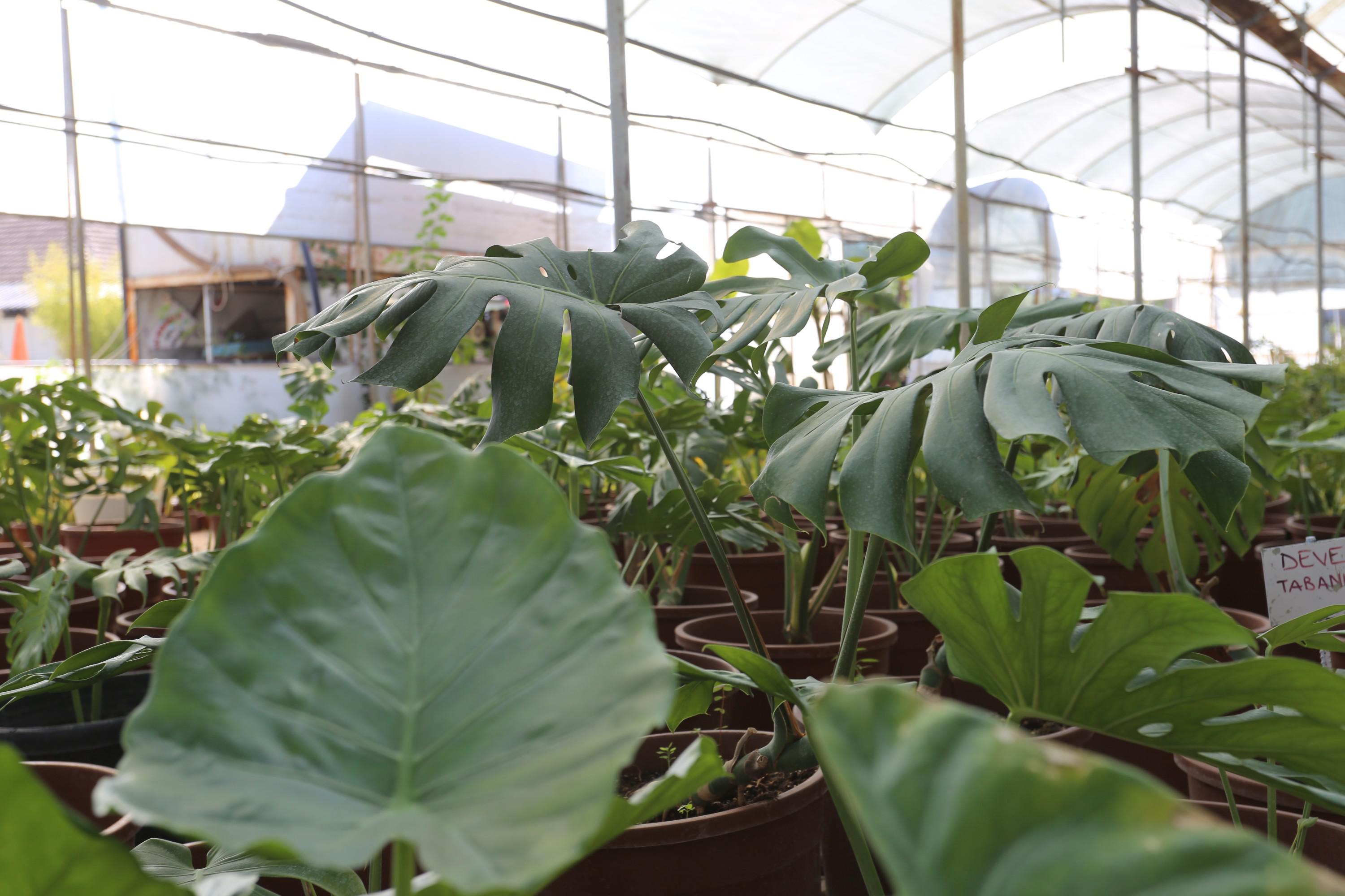 Kepezdenkuraklıgapeyzajcalısması