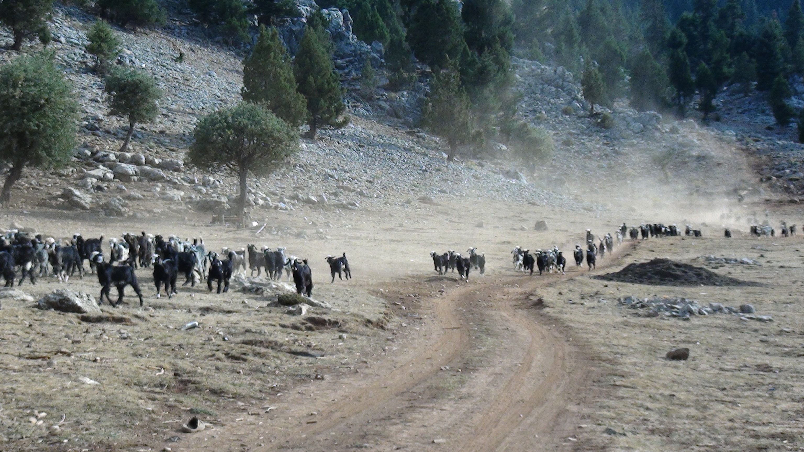 Kisgelmesiylebirlikteyorukgocubasladi