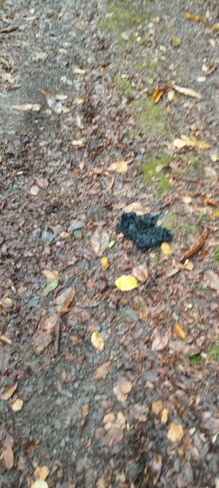 Ormandakarsılastıgıayıdankorunmakicinkıyafetleriniyaktı