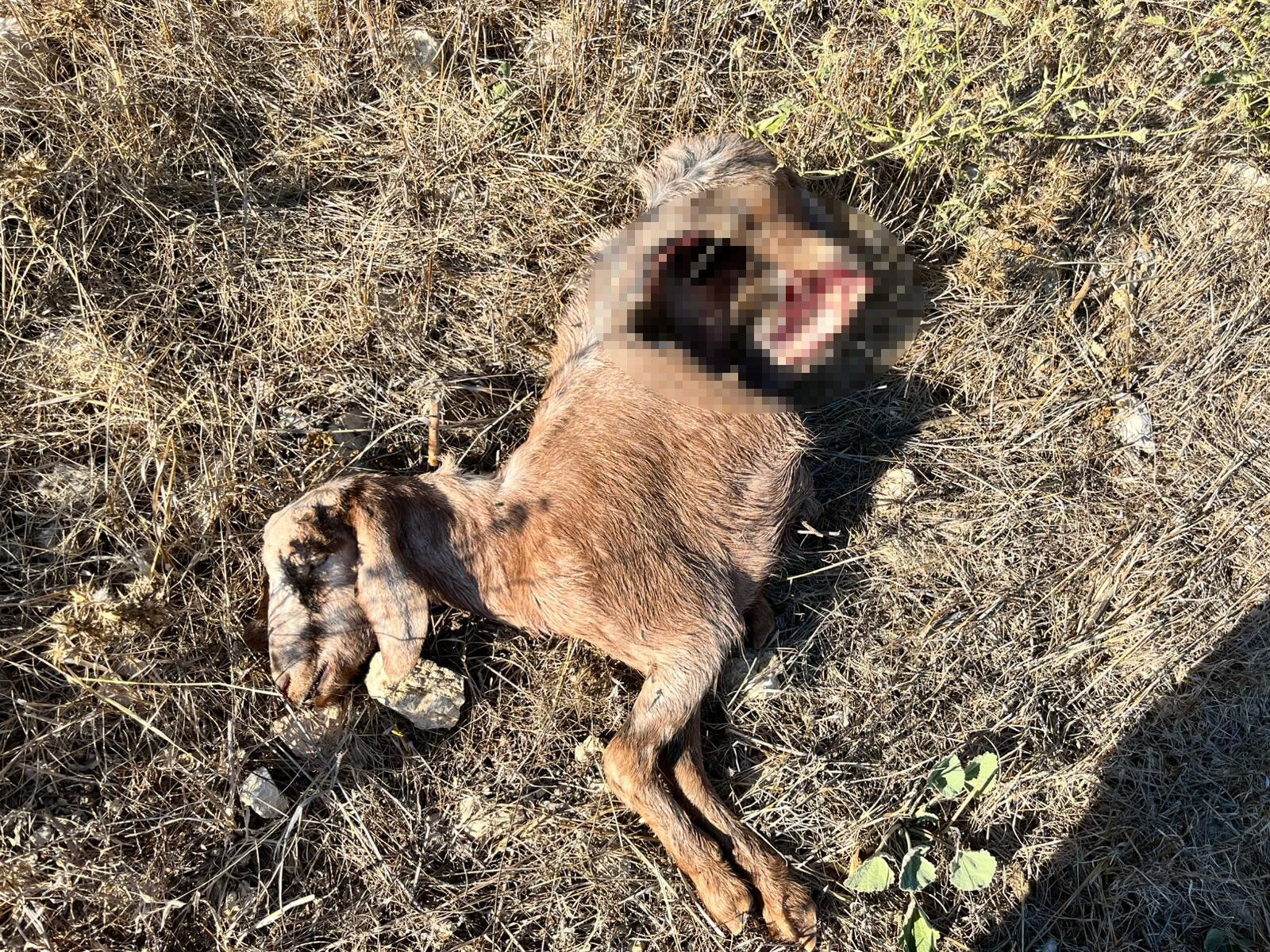 Seyahatdonusubahcesinigoruncehayatininsokunuyasadi