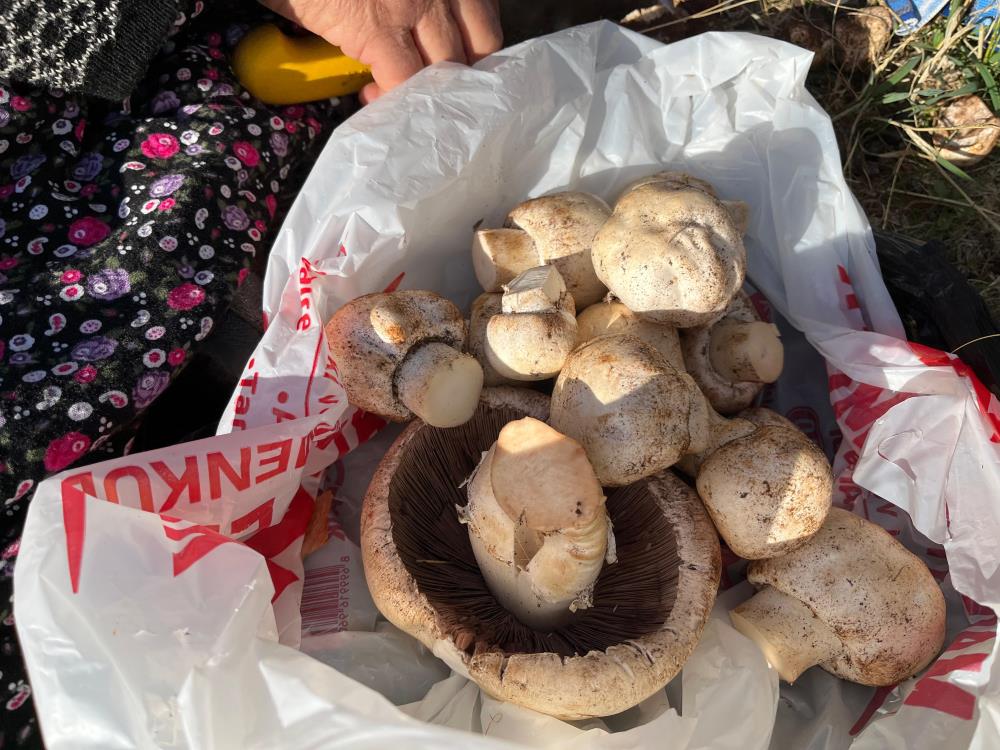 Sonbaharyagmurlarıylabirliktemantarsezonu