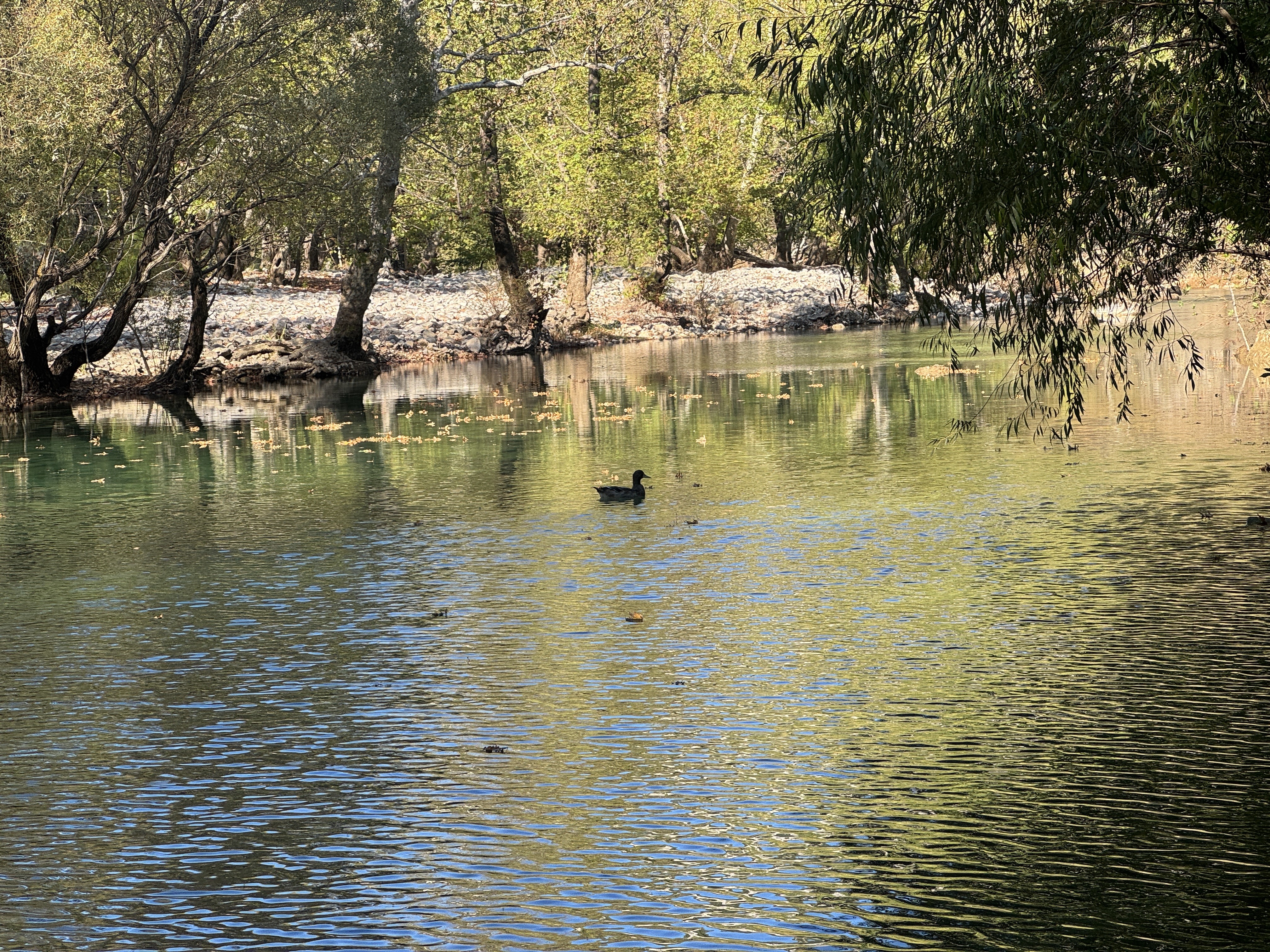 Yagisaruzumdereirmaginiyenidencanlandirdi