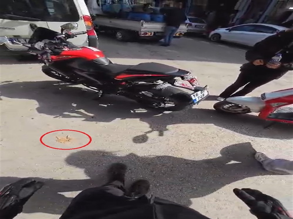 Yaprakdustudiyekazayapmıs