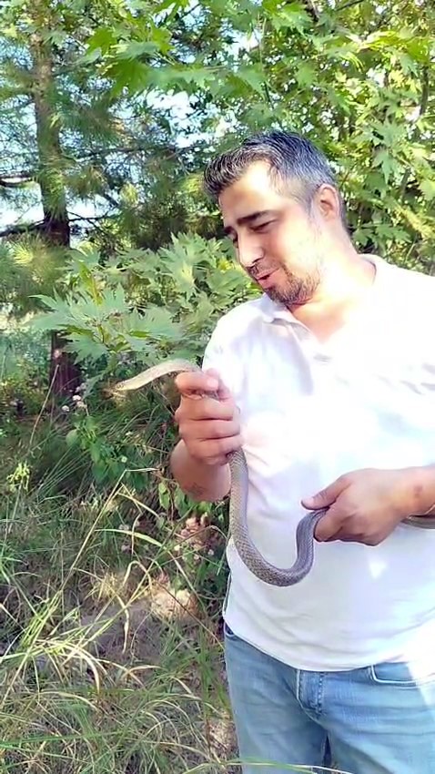 Yilancikemaldevreyegirdi