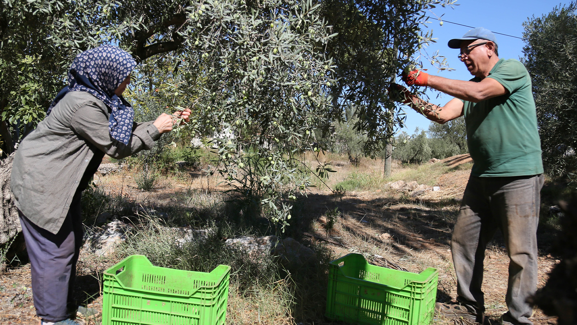 Zeytinhasadibasladiatbdenureticilereuyarigecikmedi