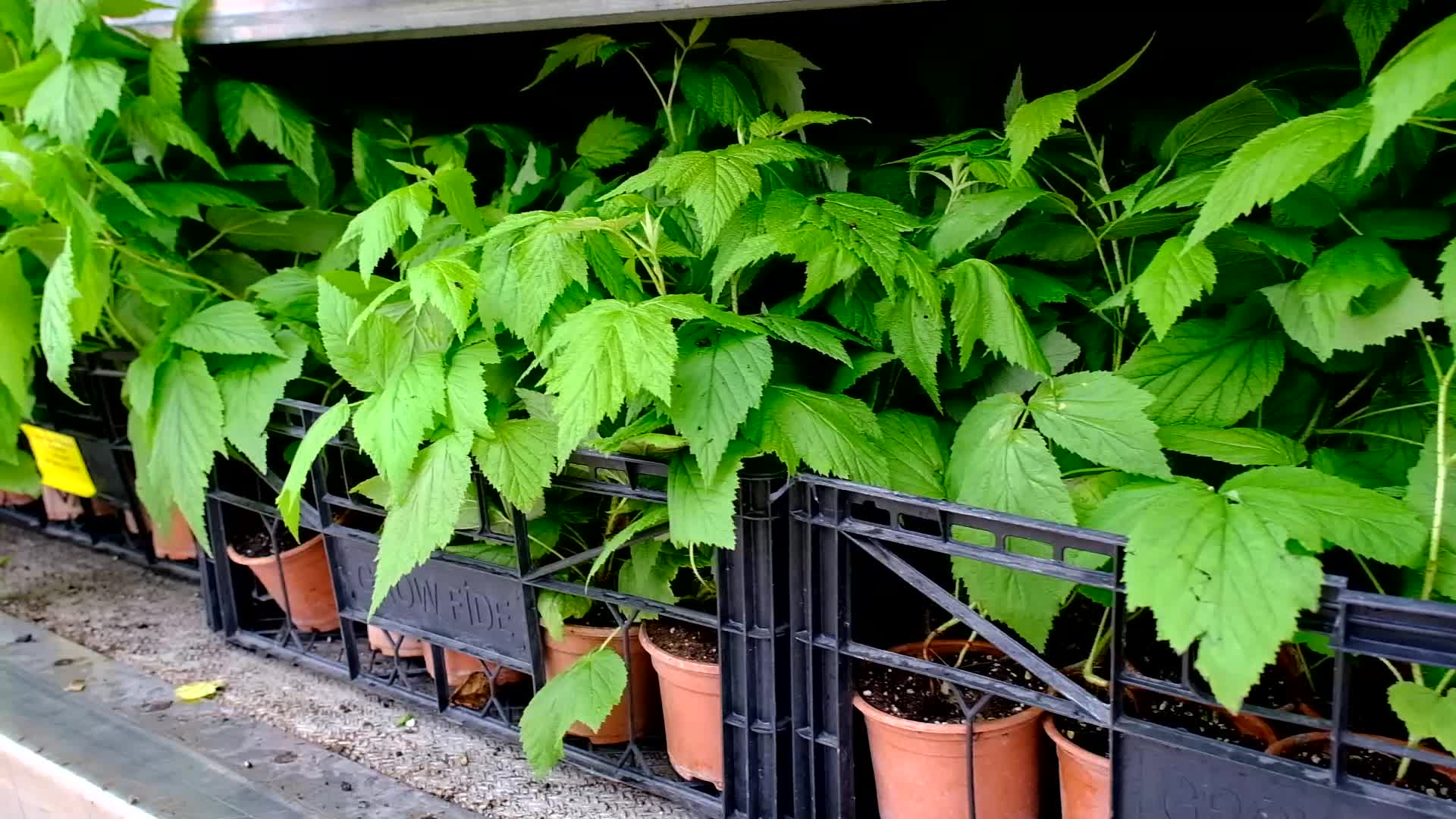 15Farkliildefidandikilecek