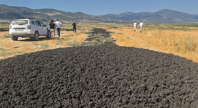 Antalyaburduracamuratti