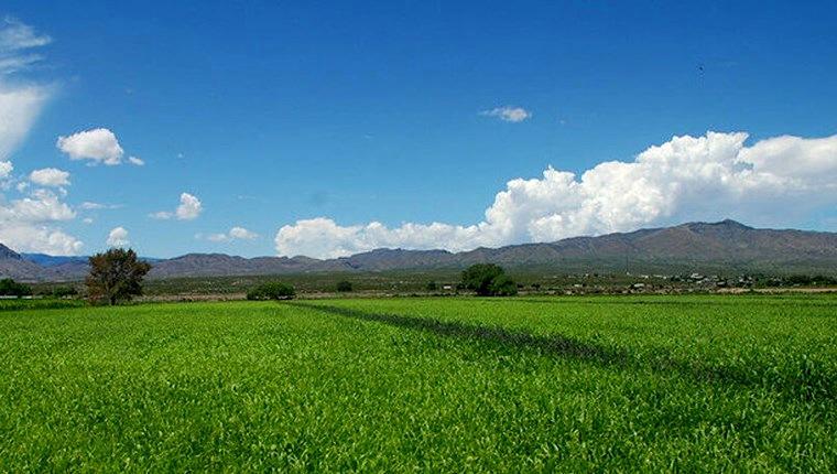 Antalyadaarsasatısları