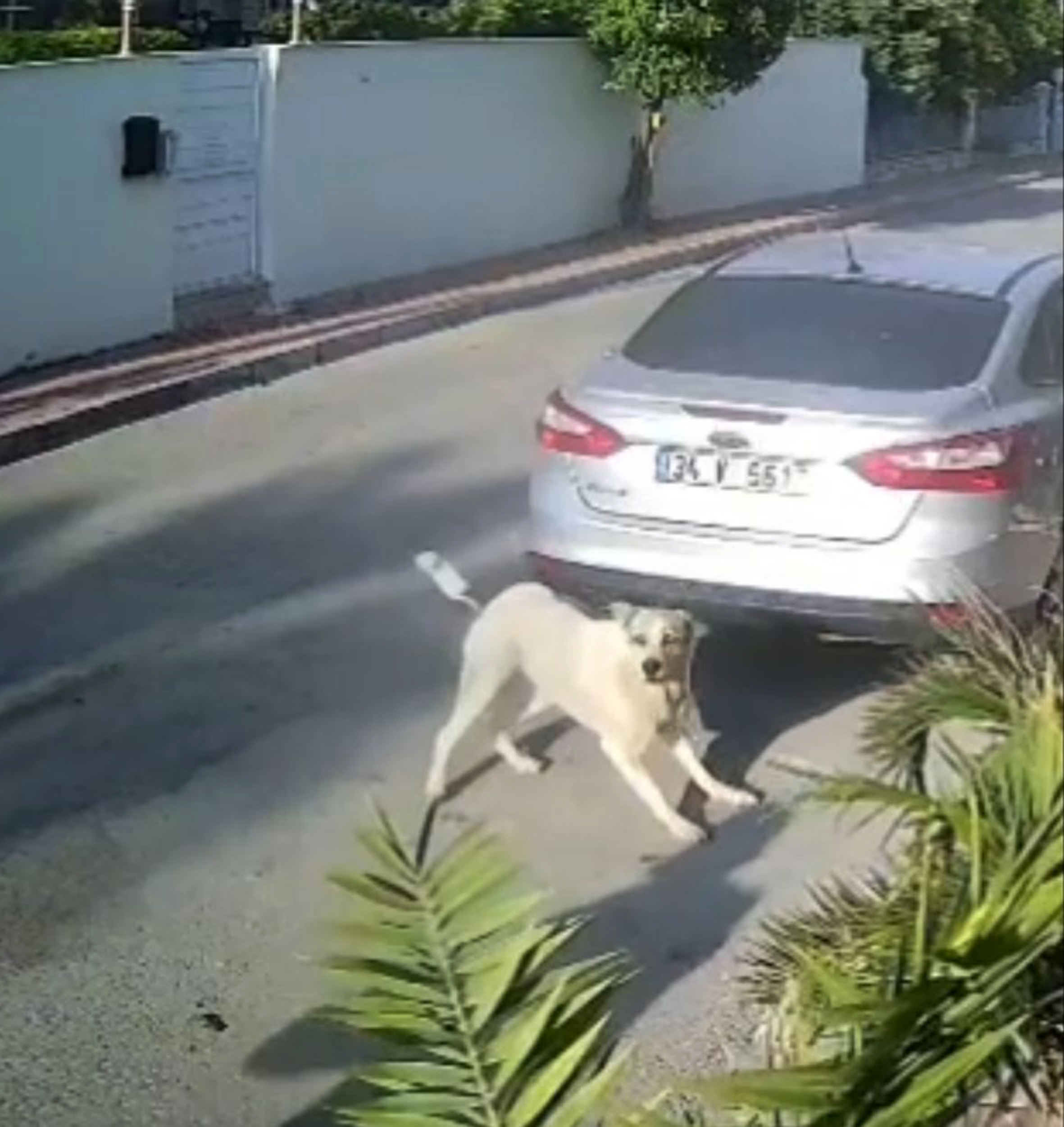 Antalyadaemeklipolishavladidiyekopege3Elatesetti (2)