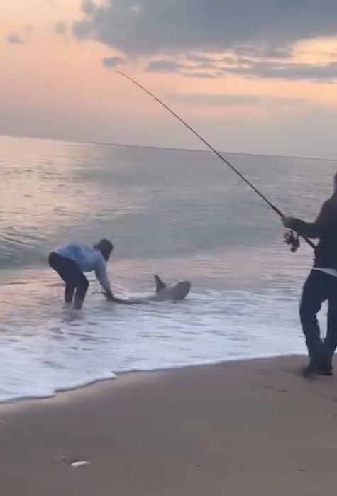 Antalyadakopekbaligialarmi