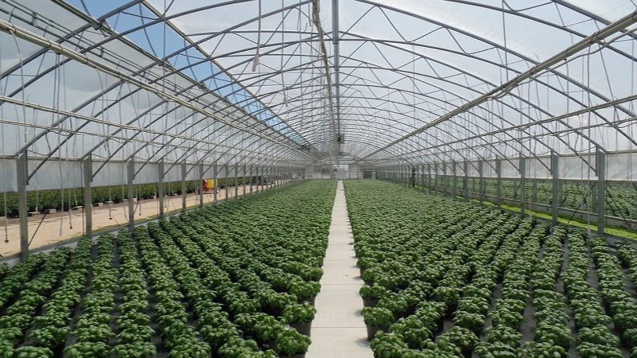 Antalyadaseradasebzedegilgulyetistiriyor