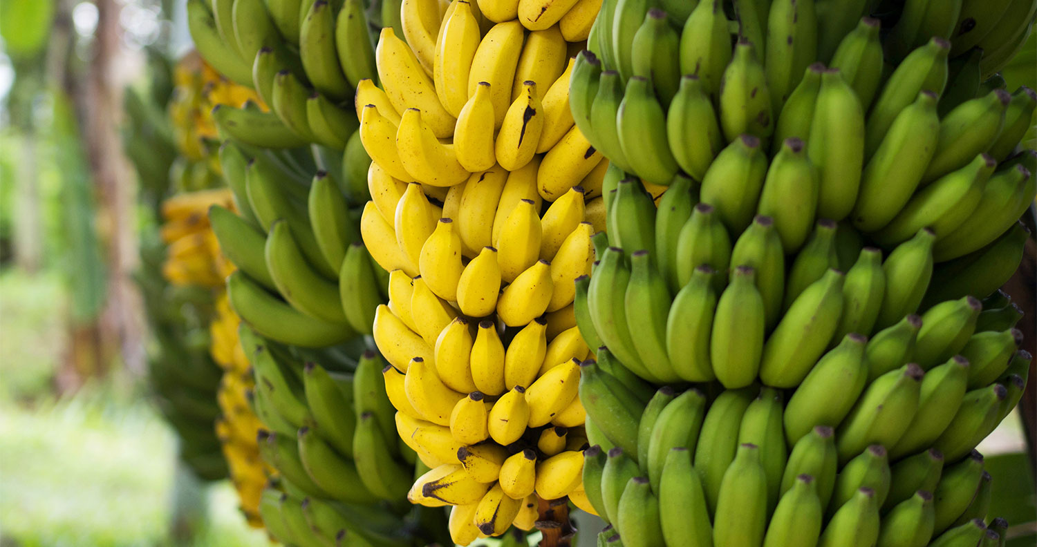 Antalyadatropikalkrizureticiithaleyenildi