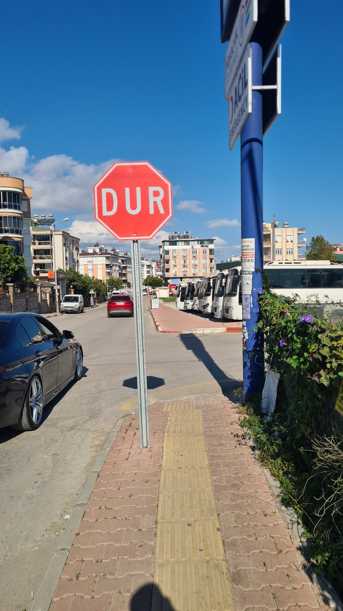 Antalyagormeengellibireylerekor