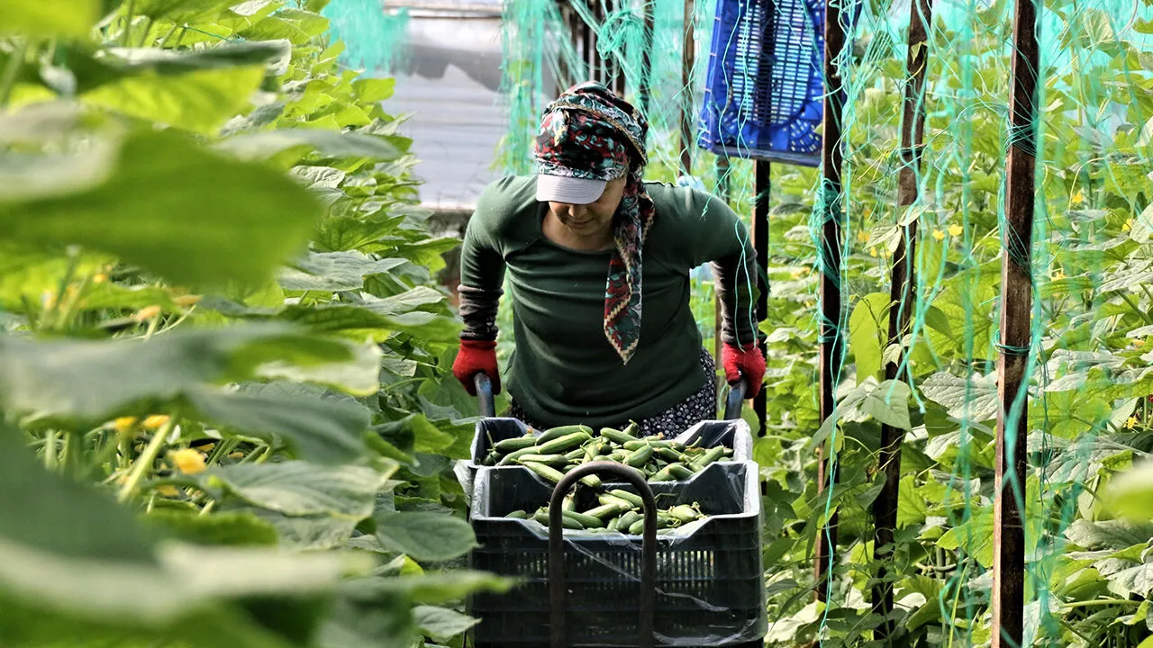 Antalyatarimindaortakdegiltopraksahibiolmapesindeler