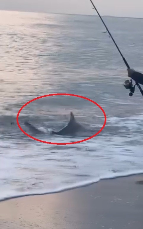 Balikcininoltasinatakildi