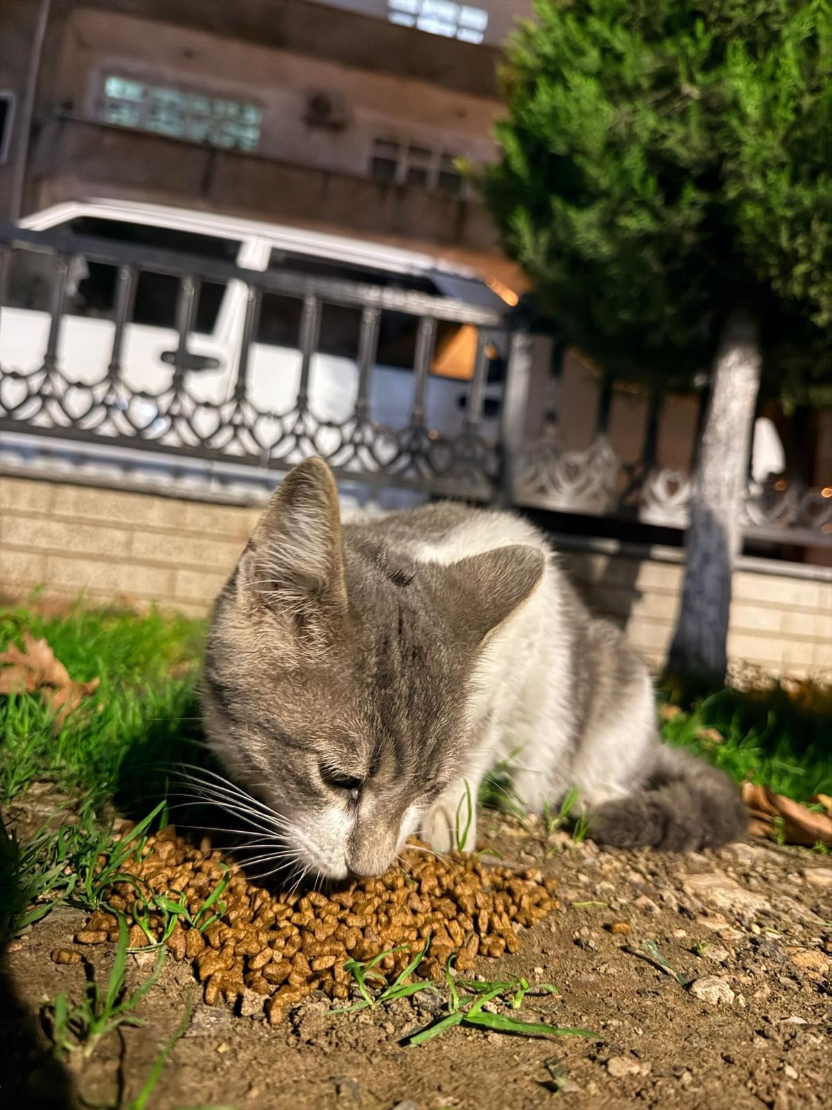 Balikyerkenagzinaoltatakildi