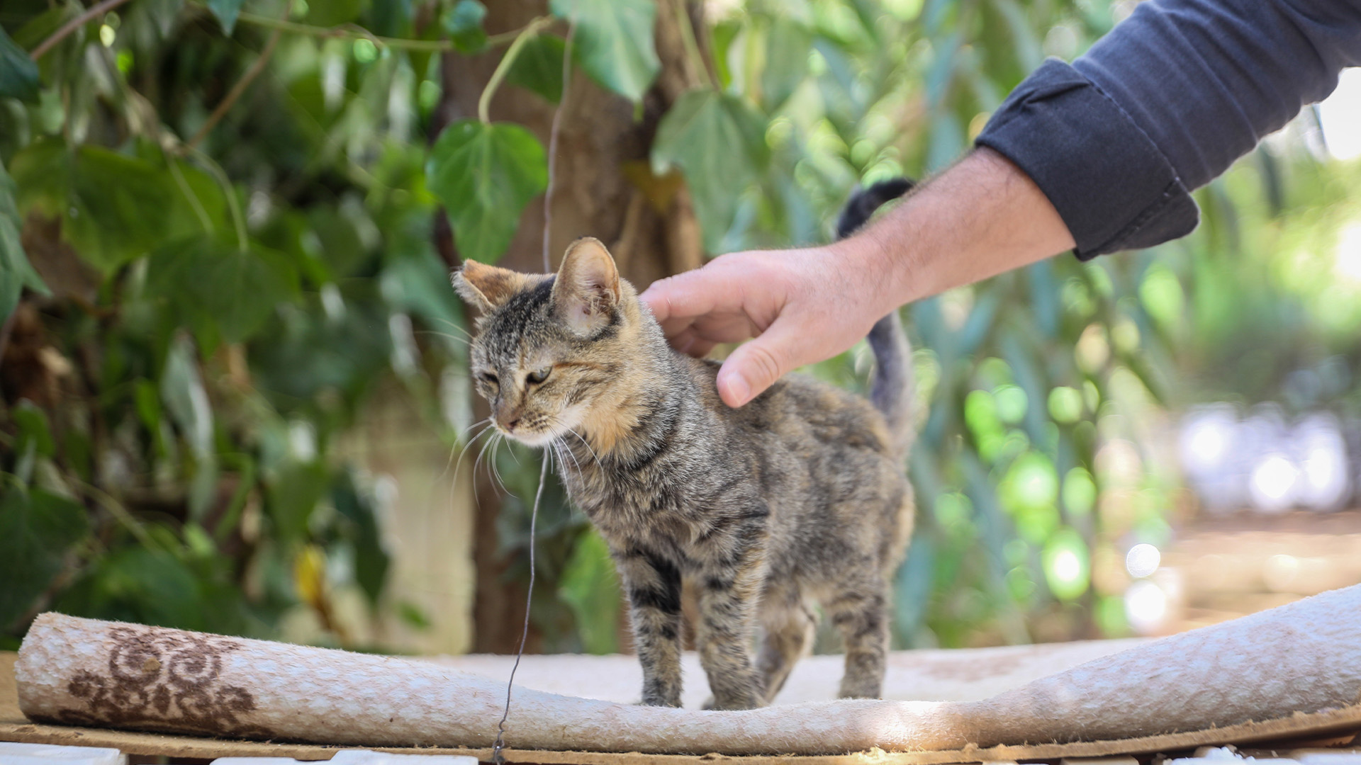 Bastonlaolumunenedenoldu