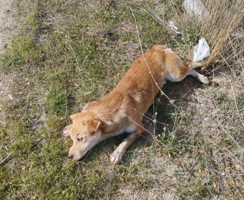 Denizlidekopeklerolubulunduzehirlendilermi