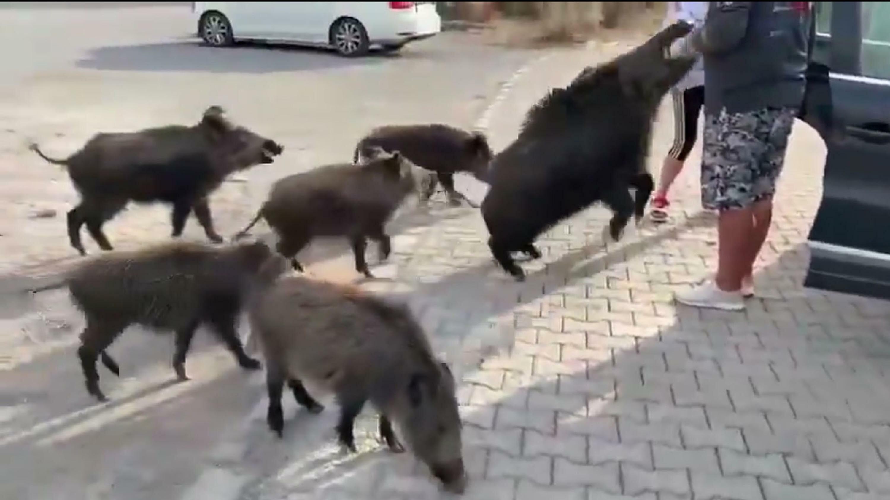 Domuzakolunukaptirdi