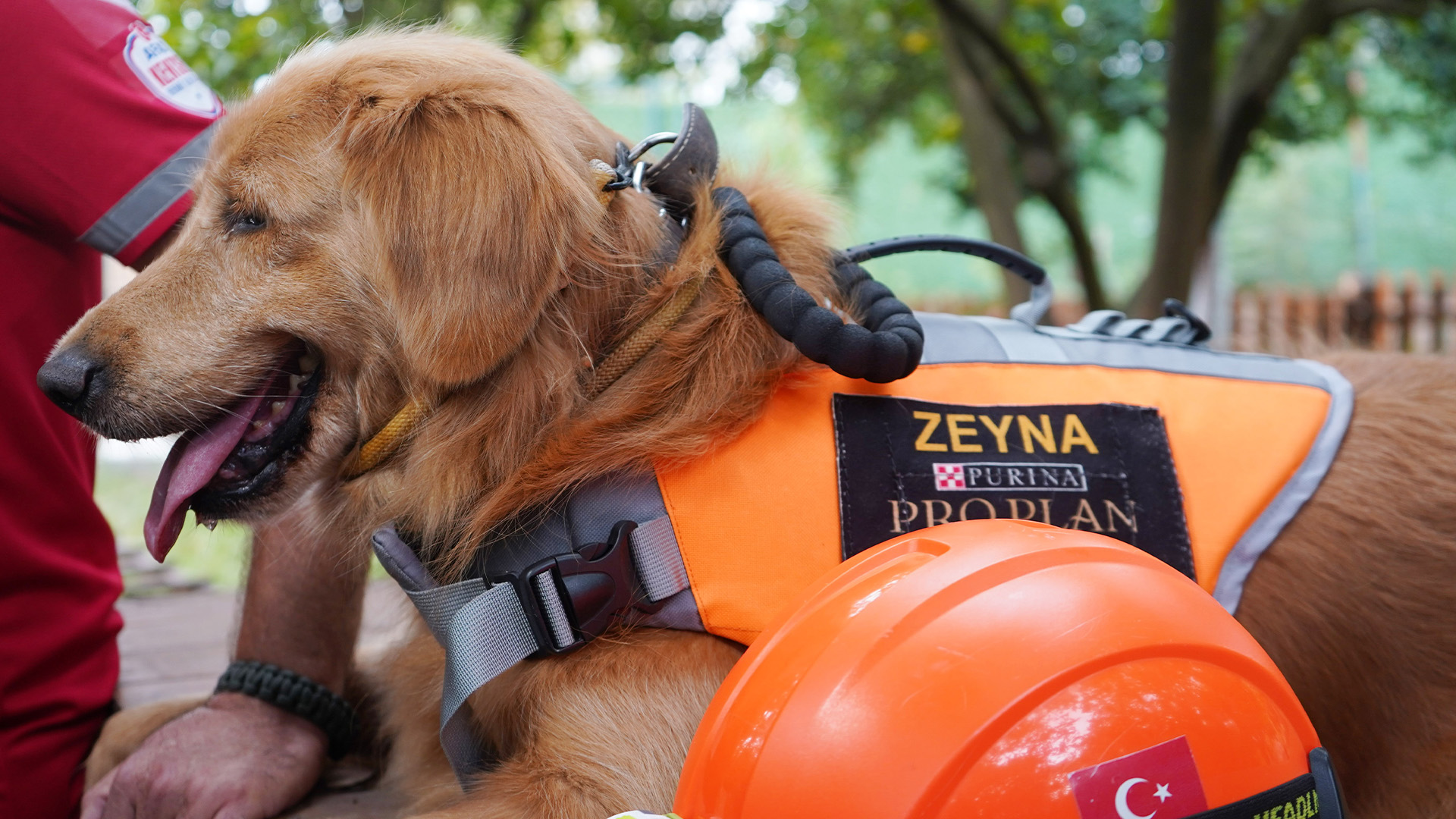 Evcilkopeklerdetimdeyeralabiliyor