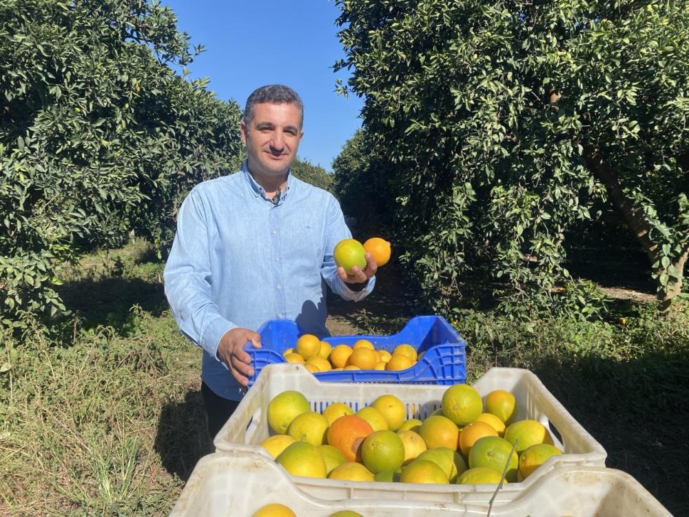 Finikedeportakalhasadıbasladı