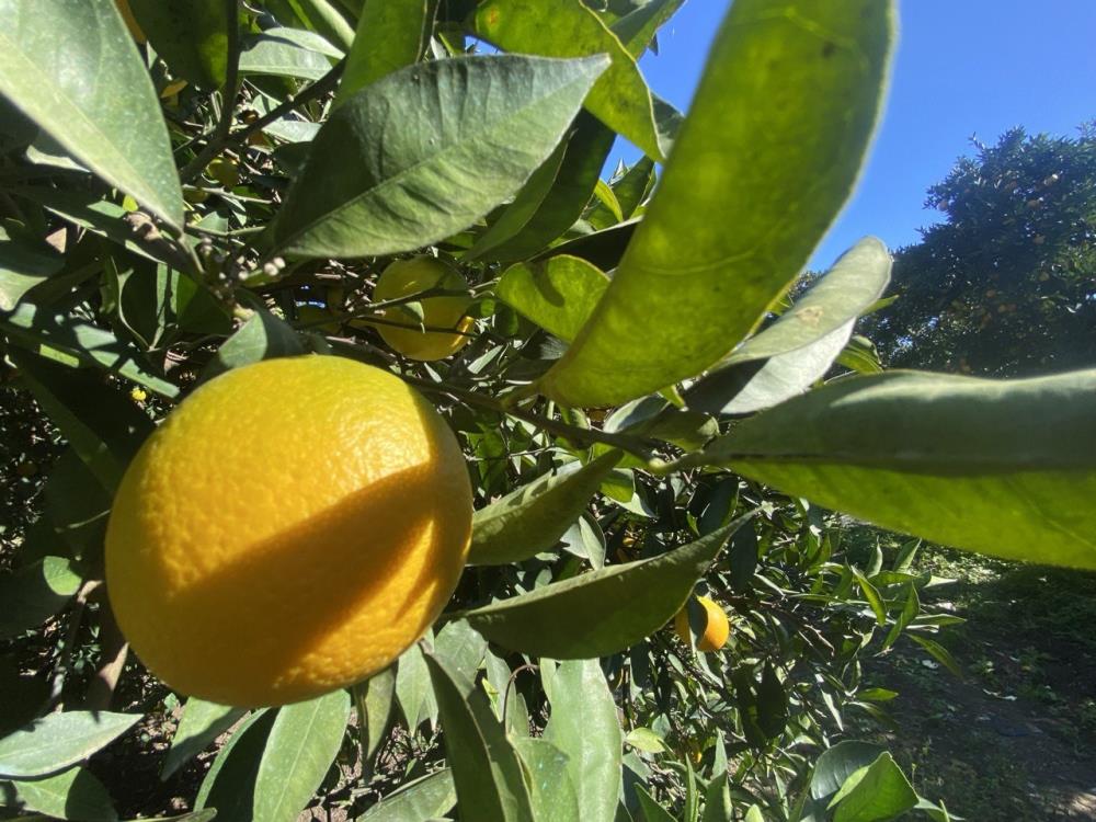 Finikedeportakalsezonu