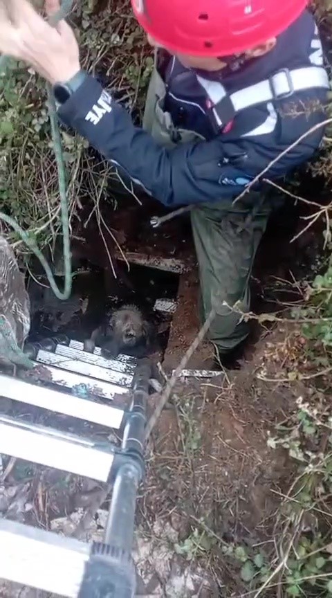 Foseptikcukurunakopekdustu