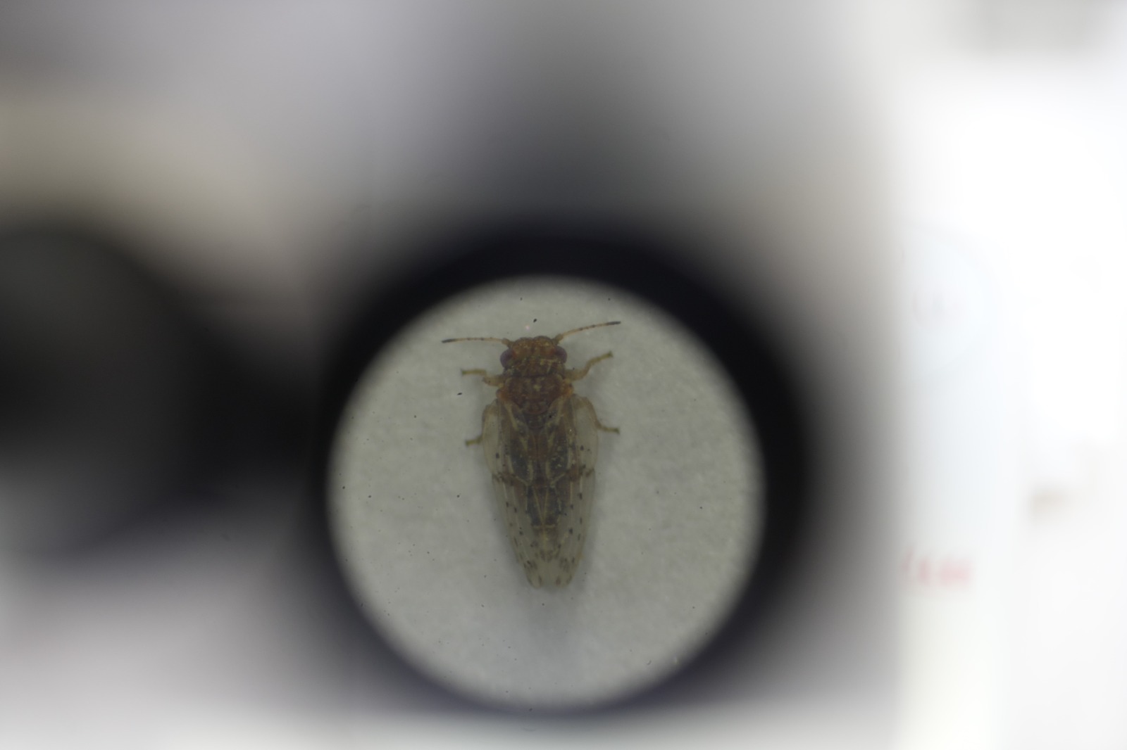 Gazianteptesinekistilasibitmiyor