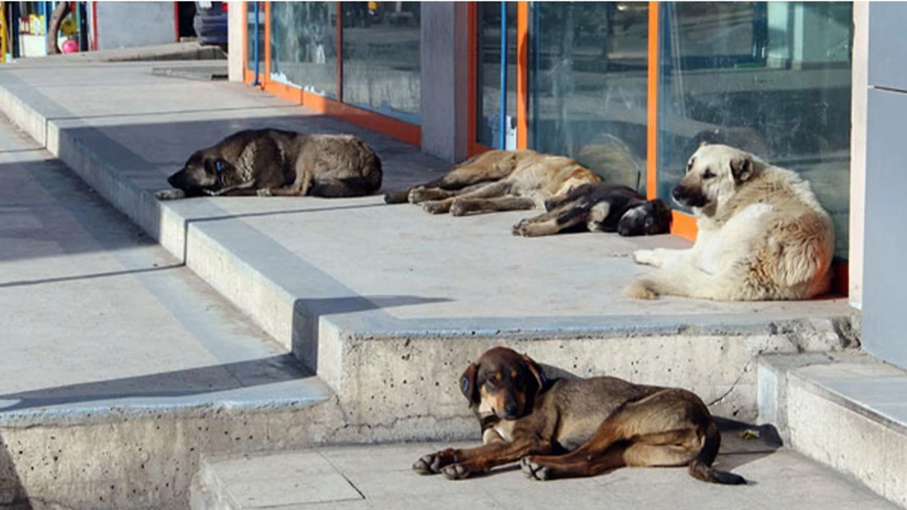 Istanbuldasokakkopeklerinibeslemekyasaklandi