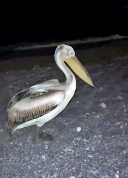 Konyaaltindarenkligoruntuler