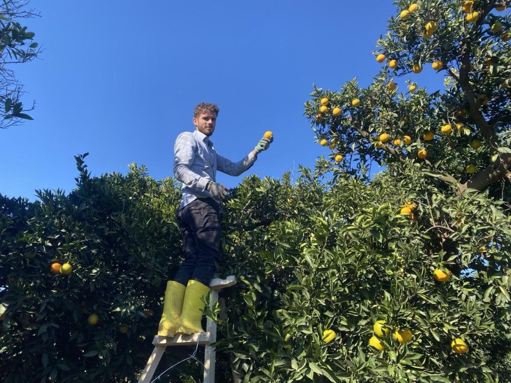 Portakalhasadınabaslandı