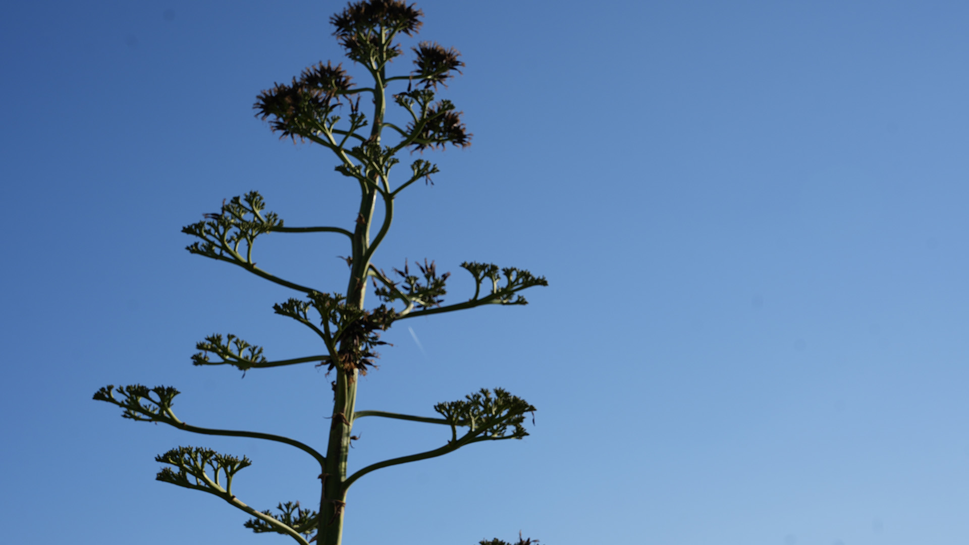 Sabircicegiagavegorenleribuyuledi