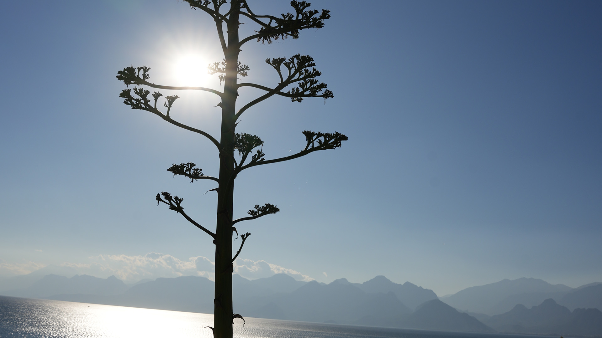 Sabircicegiluckymonkeyoteldeacti