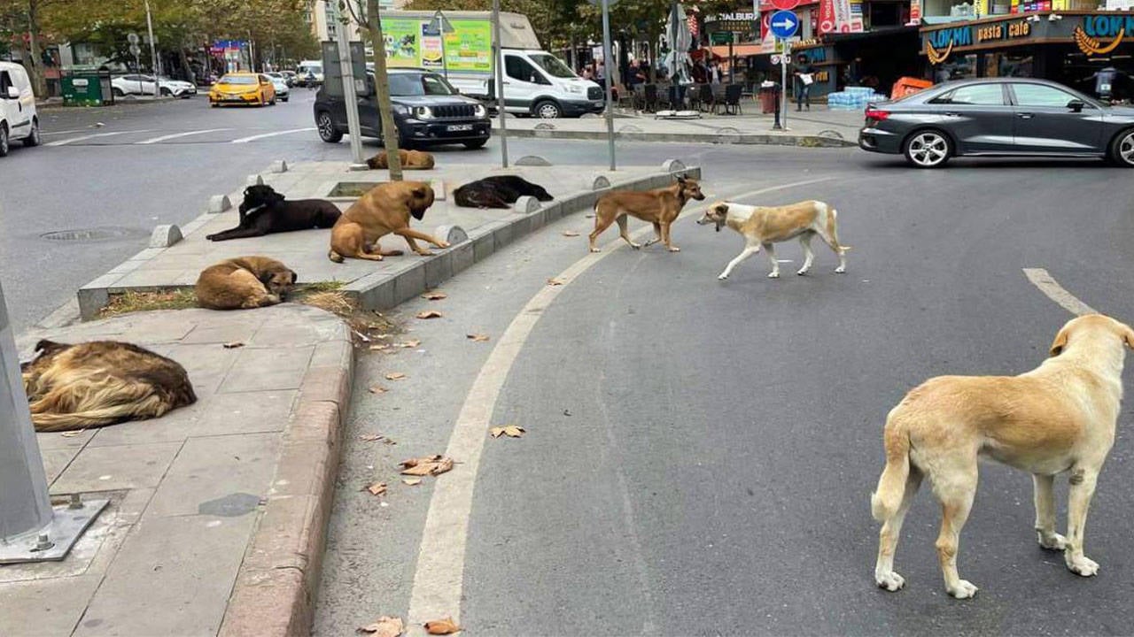 Sokakkopekleriartıkbeslenemeyecek
