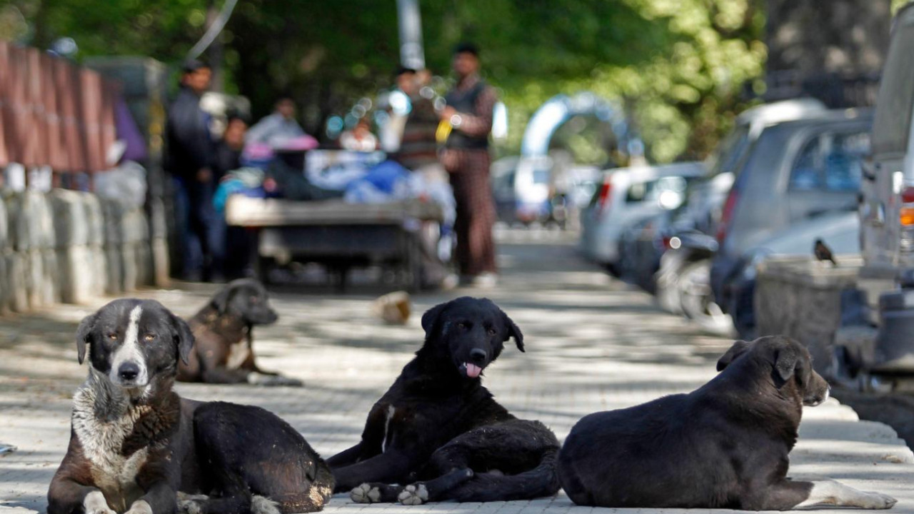 Sokakköpeklerininbeslenmesindeyasak
