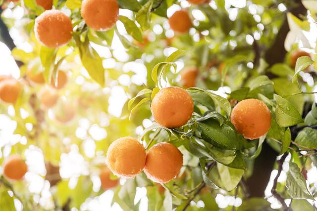 Tokikonumuyanlısyerdesularzarargorecek