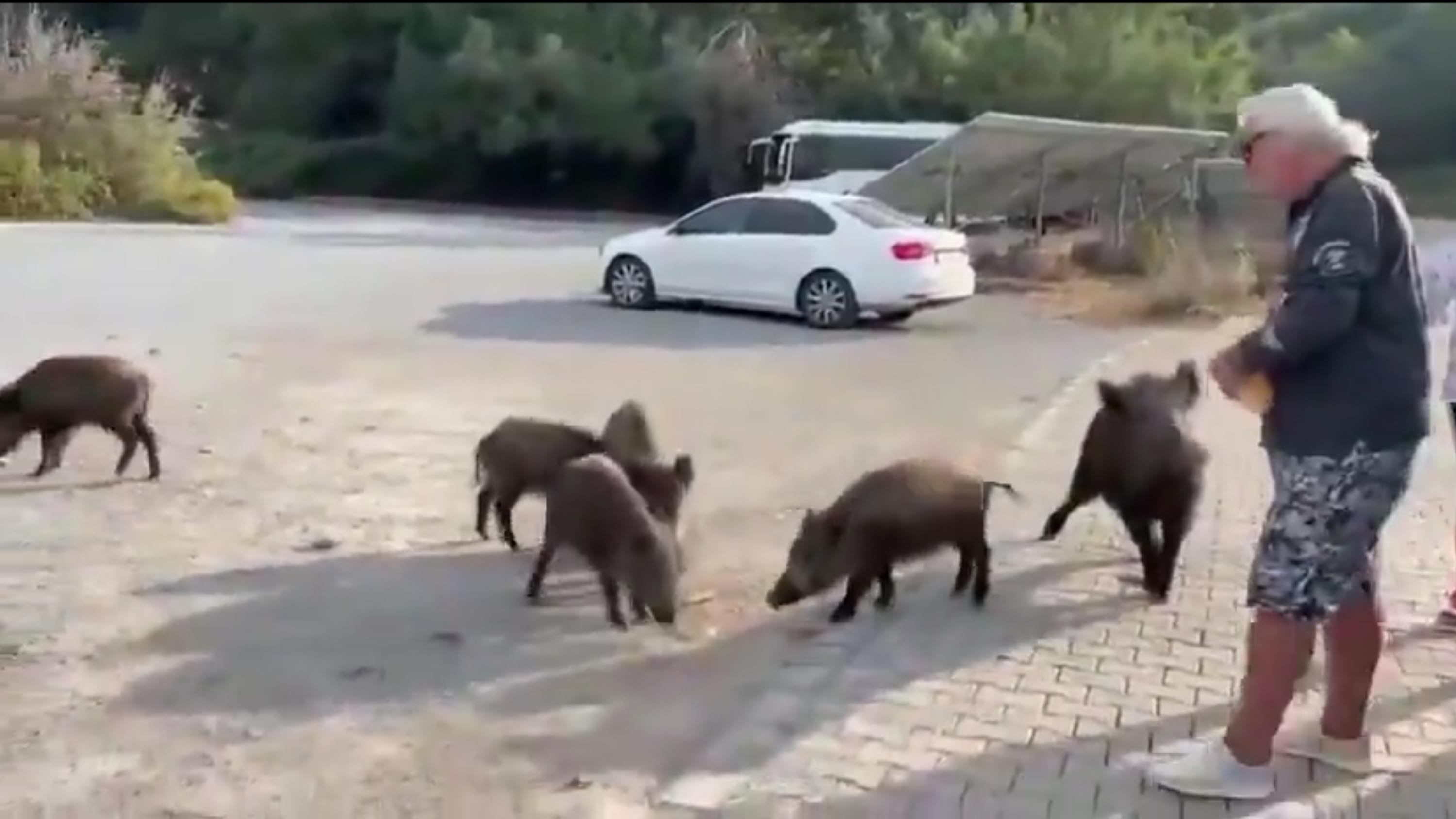 Yabandomuzubeslemeyecalisti