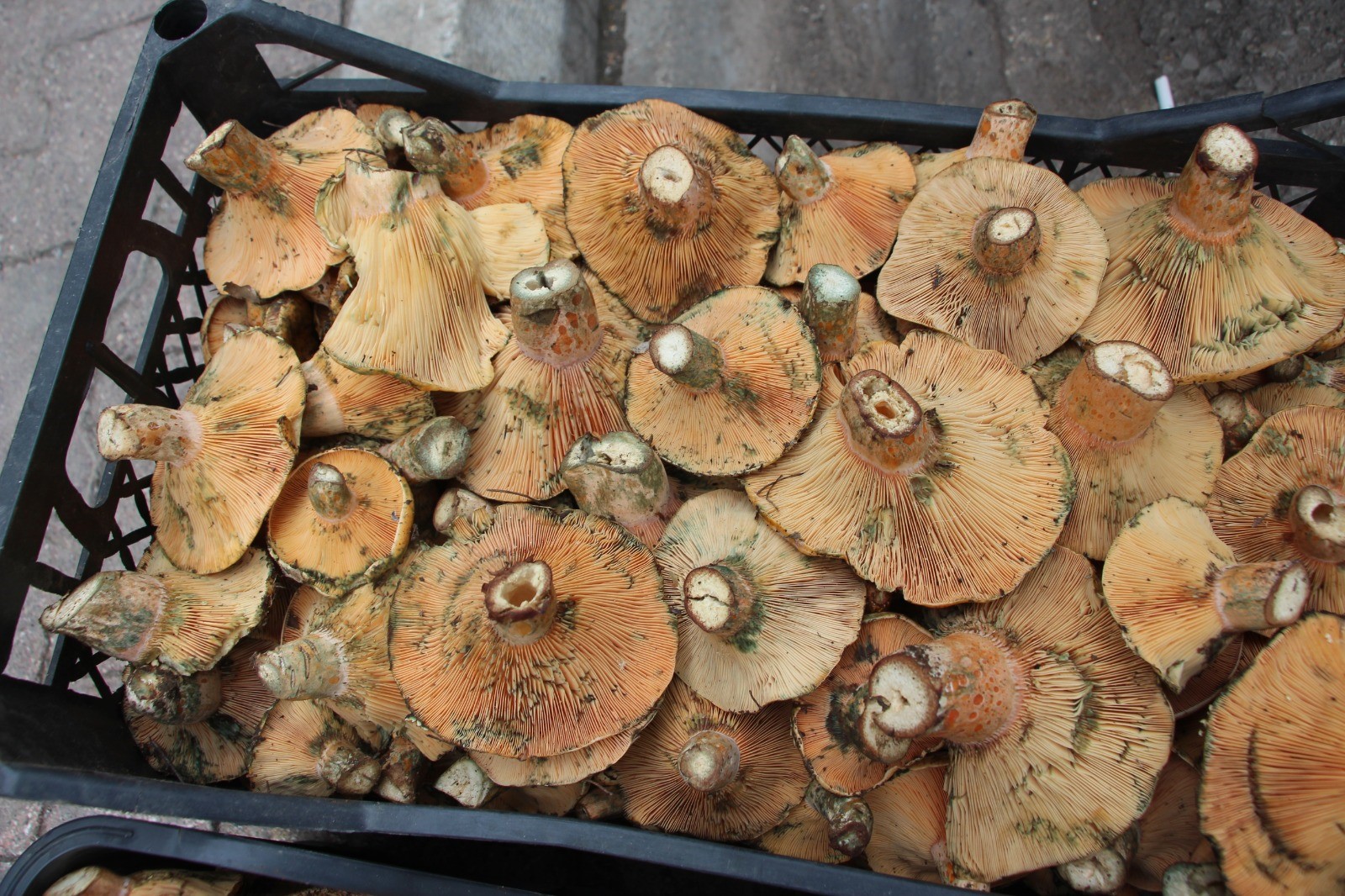 Yenigecimkaynagimantarcilik